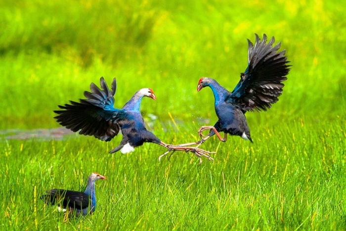 Beauty of birds in Tram Chim National Park